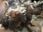 Junes sunshine - Sphynx Kitten For Sale - Hastings&comma; MN&comma; US