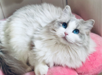 China X Blue dream ragdolls - Ragdoll Kitten For Adoption - Anniston&comma; AL&comma; US