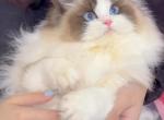 Chanel X Blue Dream Ragdoll litter - Ragdoll Kitten For Adoption - 