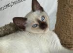 TICA reg Chocolate point Siamese female - Siamese Cat For Sale - Battle Creek&comma; MI&comma; US