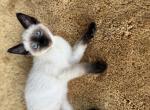 TICA reg Seal point Siamese female - Siamese Cat For Sale - Battle Creek&comma; MI&comma; US