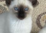 TICA reg Seal point Siamese Male - Siamese Cat For Sale - Battle Creek&comma; MI&comma; US
