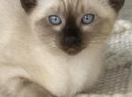 TICA reg Seal point male Siamese - Siamese Cat For Sale - Battle Creek&comma; MI&comma; US