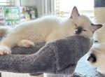 PATCHES Purebred Ragdolls Ready Now - Ragdoll Cat For Sale - Mount Joy&comma; PA&comma; US