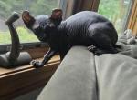 Nisfar - Sphynx Cat For Sale - Boston&comma; MA&comma; US