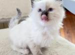 MARY READY JULY 22 - Ragdoll Cat For Sale - Mount Joy&comma; PA&comma; US