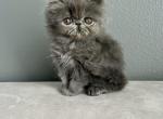 Mia - Persian Cat For Sale - Vancouver&comma; WA&comma; US