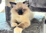 PEARL Purebred Ragdolls Ready June 20 - Ragdoll Cat For Sale - Mount Joy&comma; PA&comma; US