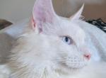 BlueEyedYeti - Maine Coon Cat For Sale - Renton&comma; WA&comma; US