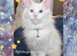 Magic - Maine Coon Cat For Sale - Renton&comma; WA&comma; US