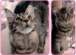 Gaia - Maine Coon Cat For Sale - Renton&comma; WA&comma; US