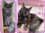 Nova - Maine Coon Cat For Sale - Renton&comma; WA&comma; US
