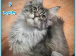 Thunder - Maine Coon Cat For Sale - Renton&comma; WA&comma; US