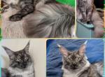 Tsunami - Maine Coon Cat For Sale - Renton&comma; WA&comma; US