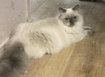 Gabby bicolor Ragamuffin - Ragamuffin Cat For Sale - Salem&comma; OR&comma; US