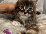 Josh - Maine Coon Cat For Sale - Kent&comma; WA&comma; US