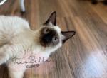 Emilio RESERVED - Balinese Cat For Sale - CA&comma; US