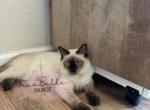 Emmett RESERVED - Balinese Cat For Sale - CA&comma; US