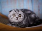 Ofelia Scottish - Scottish Fold Cat For Sale - Brooklyn&comma; NY&comma; US