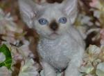 Chanel - Devon Rex Cat For Sale - Norwalk&comma; CT&comma; US