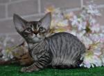 Holly - Devon Rex Cat For Sale - Norwalk&comma; CT&comma; US