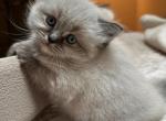 Cristiano Spring Litter - Himalayan Cat For Sale - Tampa&comma; FL&comma; US