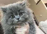 Storm - Persian Cat For Sale - River Falls&comma; WI&comma; US