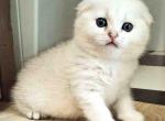 Charm silver shaded scottish fold ns 11 boy - Scottish Fold Cat For Sale - TX&comma; US