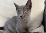 Gray Kittens - American Shorthair Cat For Sale - Agawam&comma; MA&comma; US