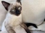 Siamese Male Kitten - Siamese Cat For Sale - Agawam&comma; MA&comma; US