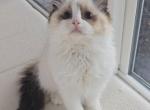 Madeline - Ragdoll Cat For Sale - Beaverton&comma; OR&comma; US