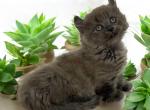 Reef - Munchkin Cat For Sale - Neosho&comma; MO&comma; US