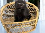 Barnacle - Munchkin Cat For Sale - Neosho&comma; MO&comma; US