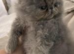 Blue extreme face - Persian Cat For Sale - Clay&comma; PA&comma; US