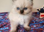 Sophie - Himalayan Cat For Sale - Wheatfield&comma; IN&comma; US