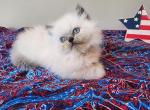 Henry - Himalayan Cat For Sale - Wheatfield&comma; IN&comma; US