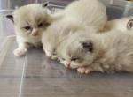 Pet Quality Ragdoll Bicolor - Ragdoll Kitten For Sale - Westborough&comma; MA&comma; US