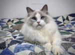 Archie - Ragdoll Cat For Sale - Tuscaloosa&comma; AL&comma; US