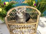 Vivian - Munchkin Cat For Sale - Neosho&comma; MO&comma; US