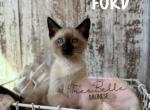 Ford RESERVED - Siamese Kitten For Sale - CA&comma; US
