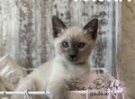 Flika RESERVED - Siamese Kitten For Sale - CA&comma; US