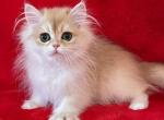 Yamira - British Shorthair Cat For Sale - Hollywood&comma; FL&comma; US