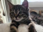 Velvet - Ragdoll Cat For Adoption - Oak Grove&comma; MN&comma; US