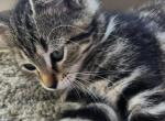 Daisy - Ragdoll Cat For Adoption - Oak Grove&comma; MN&comma; US