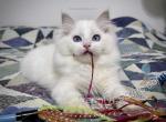 Bill - Ragdoll Cat For Sale - Tuscaloosa&comma; AL&comma; US