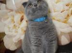 Scottish Fold Kittens 1 - Scottish Fold Cat For Sale - Philadelphia&comma; PA&comma; US