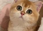 beauty - British Shorthair Cat For Sale - Irvine&comma; CA&comma; US