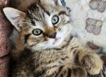 BeanBean - Ragdoll Cat For Adoption - Oak Grove&comma; MN&comma; US