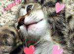 Sunshine - Ragdoll Cat For Adoption - Oak Grove&comma; MN&comma; US