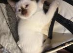Axl Seal Point Siamese - Siamese Kitten For Sale - Harrisburg&comma; PA&comma; US